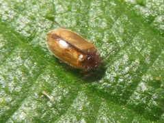 Contacyphon laevipennis