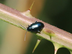 Altica lythri