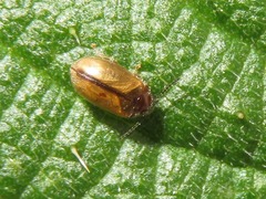 Contacyphon laevipennis