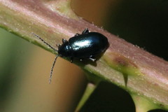 Altica lythri