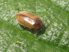 Contacyphon laevipennis