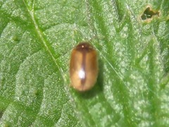 Contacyphon laevipennis