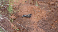 Caprimulgus madagascariensis