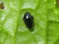 Psylliodes laticollis