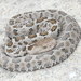 Central Plateau Pygmy Rattlesnake - Photo (c) Angel Kenny Meneses Daza, some rights reserved (CC BY-NC), uploaded by Angel Kenny Meneses Daza