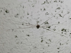 Dicranopalpus ramosus