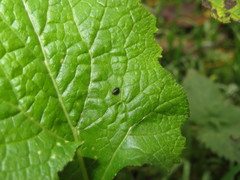 Psylliodes laticollis