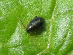 Psylliodes laticollis