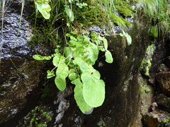 Melanoseris macrorhiza