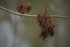 Eriophyes rhoinus