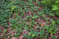 Tiarella stolonifera