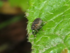 Ceutorhynchus assimilis