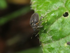 Ceutorhynchus assimilis