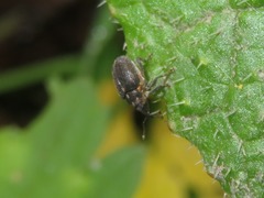 Ceutorhynchus assimilis