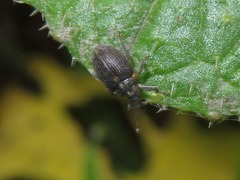 Ceutorhynchus assimilis