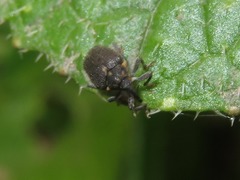 Ceutorhynchus assimilis