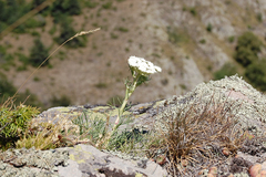 Seseli rigidum