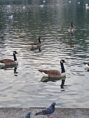 Branta canadensis