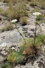 Seseli rigidum