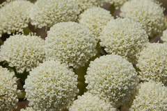 Seseli rigidum