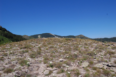 Seseli rigidum