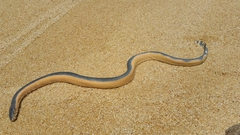 Hydrophis platurus