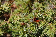 Stenobothrus rubicundulus