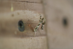 Lineodes interrupta