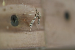 Lineodes interrupta