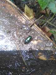 Coleoptera