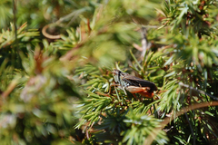 Stenobothrus rubicundulus
