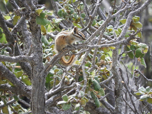 Sierra del Carmen Chipmunk