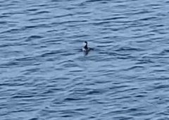 Podiceps nigricollis