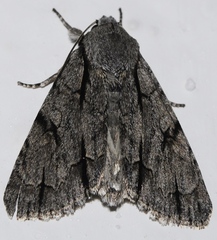 Acronicta psi