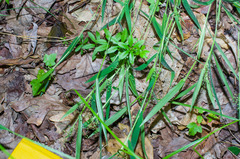 Dichanthelium lanuginosum