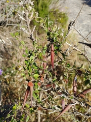 Astephanus triflorus