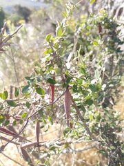 Astephanus triflorus