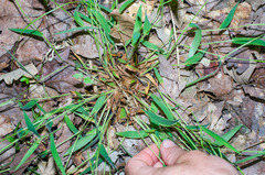 Dichanthelium lanuginosum