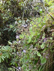 Melanoseris macrorhiza