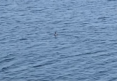 Podiceps nigricollis