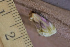 Chamaeclea basiochrea