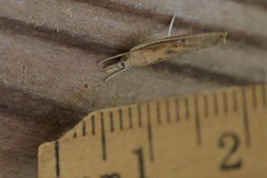 Fissicrambus profanellus