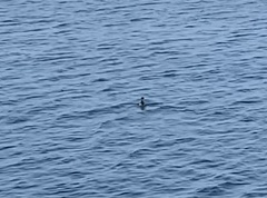 Podiceps nigricollis