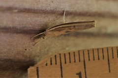 Fissicrambus profanellus