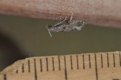 Pelochrista costastriata