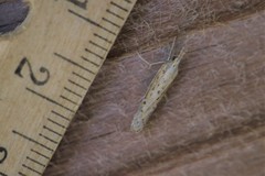 Fissicrambus quadrinotellus