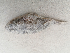 Amblyrhynchote honckenii