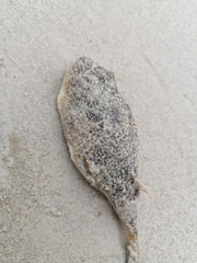 Amblyrhynchote honckenii