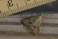 Hemeroplanis historialis