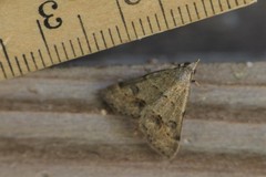 Hemeroplanis historialis